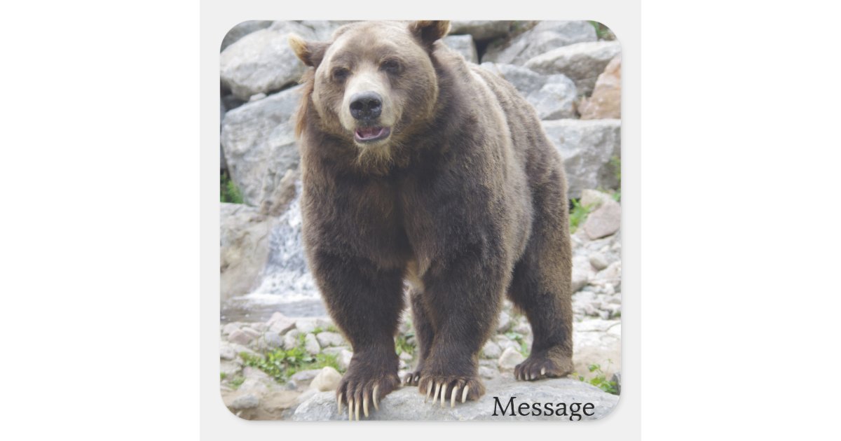 Kodiak-Beer op een rots Vierkante Sticker | Zazzle.be