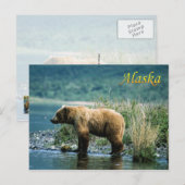 Kodiak-bruin beer, Alaska Briefkaart (Voorkant / Achterkant)