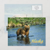 Kodiak-bruin beer, Alaska Briefkaart (Voorkant / Achterkant)