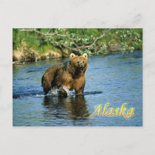 Kodiak-bruin beer, Alaska Briefkaart