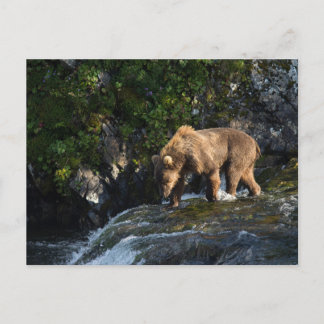 Kodiak Bruine Beer Op Zoek Naar Zalm Briefkaart