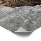 Kodiakbeer Poster (Hoek)