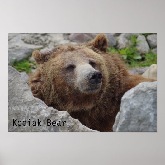 Kodiakbeer Poster (Voorkant)