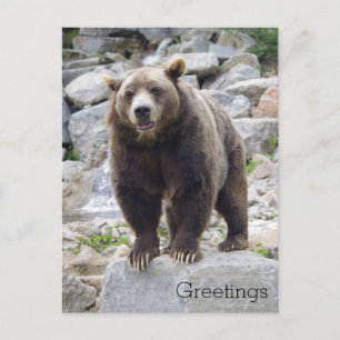 Kodiakbeer staand op een rots briefkaart