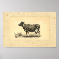 Koe 1888 Afdrukken