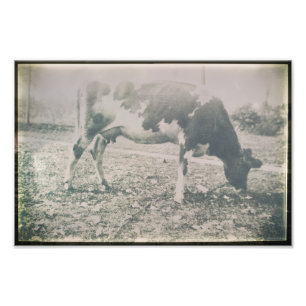 Koe Antiek Boerderij Foto Afdruk
