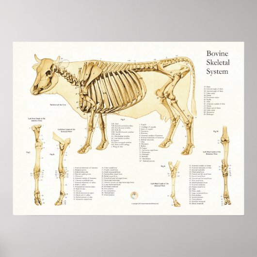 Koe Bovine Skeletal Anatomee Poster (Voorkant)