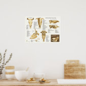 Koe Bovine Skull Anatomee Chart Poster (Keuken)