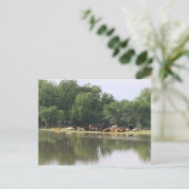 Koe Briefkaart (Staand voorkant)