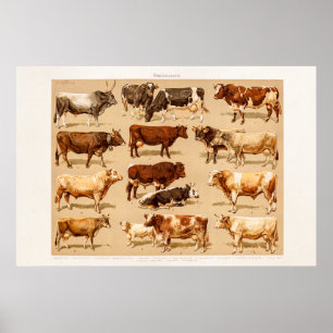  Koe Calf Bull Dairy Koeien Boerderij Illustratie Poster