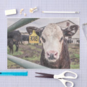 Koe Close-up, Part 1 Tissuepapier (Craft)