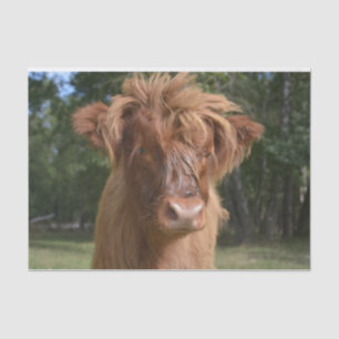 Koe Close-up, Part 2: The Floppy-Hazard Edition Tissuepapier