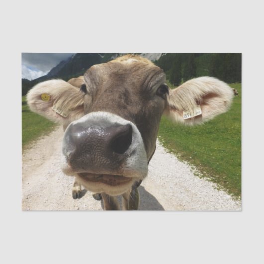 Koe Close-up, Part 6: The Curious Koe Edition Tissuepapier (Voorkant)