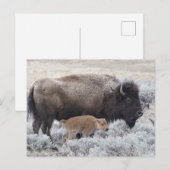Koe en kalf Bison, geelsteen Briefkaart (Voorkant / Achterkant)