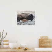 Koe en kalf Bison, geelsteen Poster (Keuken)