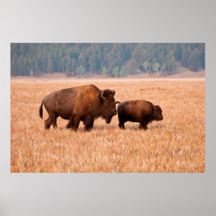 Koe en kalf van American Bison (Bison Bison) Poster