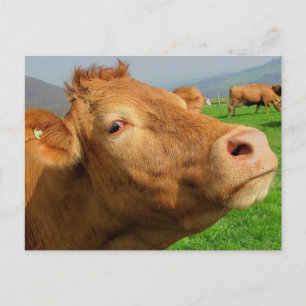 KOE FOTOGRAFIE BRIEFKAARTEN