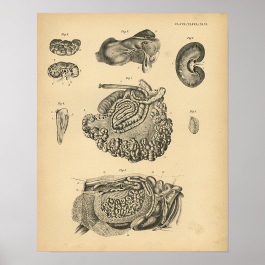 Koe Geitenschapenanatomie 1908  afdrukken Poster (Voorkant)