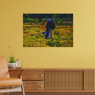 Koe Grazing in Texas Holstein Art Poster