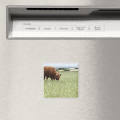 Koe grazing in weide magneet (Insitu (Vaatwasser))