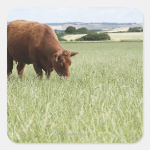 Koe grazing in weide vierkante sticker