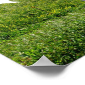 Koe Humor Poster (Hoek)