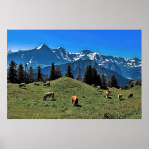 Koe in de Alpen Poster
