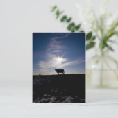 koe in de zon briefkaart (Staand voorkant)