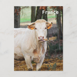 Koe in Frankrijk Briefkaart