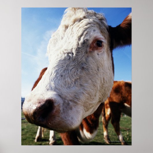 Koe in het veld, close-up poster (Voorkant)