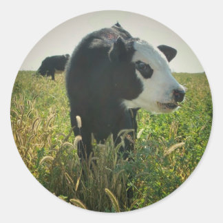 Koe in Pasture Sticker