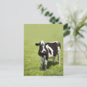 Koe in weide briefkaart (Staand voorkant)