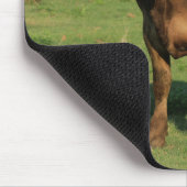 Koe Kansas-land Muismat (Hoek)