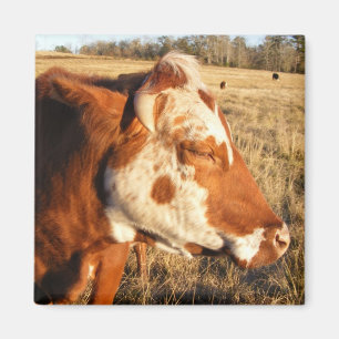 Koe magneet: Fancy Magneet