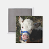 Koe Magnet Magneet (Voorkant / Achterkant)