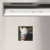 Koe Magnet Magneet (Insitu (Vaatwasser))