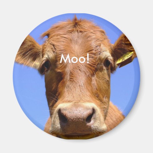 Koe Magnet Magneet (Voorkant)