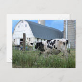 Koe met Barn Briefkaart (Voorkant / Achterkant)