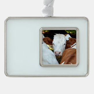 Koe met een ring in het briefkaart voor de neusgat verzilverd kader ornament