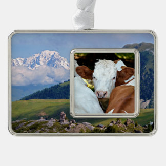 Koe met een ring in het briefkaart voor de neusgat verzilverd kader ornament