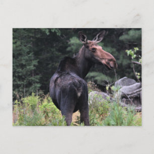 Koe Moose Briefkaart