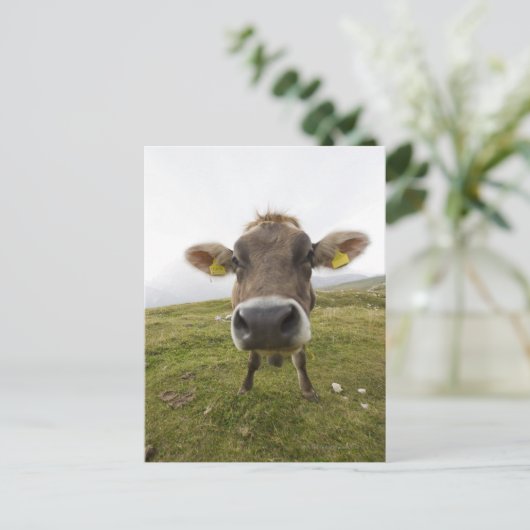 Koe nabij Tre Cime di Lavaredo in Misurina; Briefkaart (Staand voorkant)