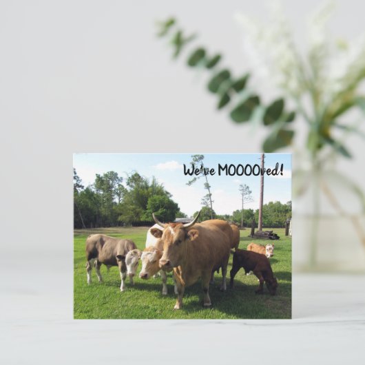 Koe - Nieuwe Kaart Adres Post - We hebben gefilmd (Staand voorkant)