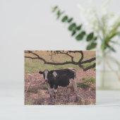 Koe onder bomen bevestigen briefkaart (Staand voorkant)