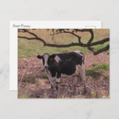 Koe onder bomen bevestigen briefkaart (Voorkant / Achterkant)