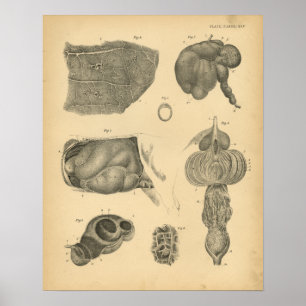 Koe Ox Lung Stomach Anatomy 1908  afdrukken Poster