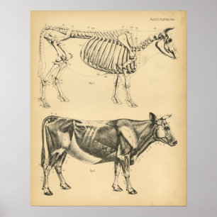 Koe Ox Skeletspier Anatomie 1908 afdrukken Poster