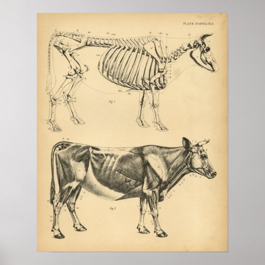Koe Ox Skeletspier Anatomie 1908  afdrukken Poster (Voorkant)