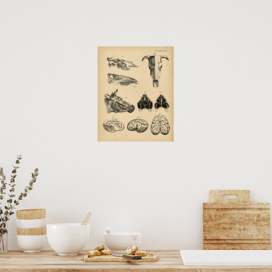 Koe Ox Skull Brain Anatomy 1908  Afdrukken Poster (Keuken)