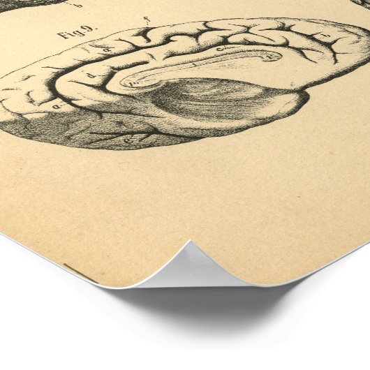 Koe Ox Skull Brain Anatomy 1908 Afdrukken Poster (Hoek)